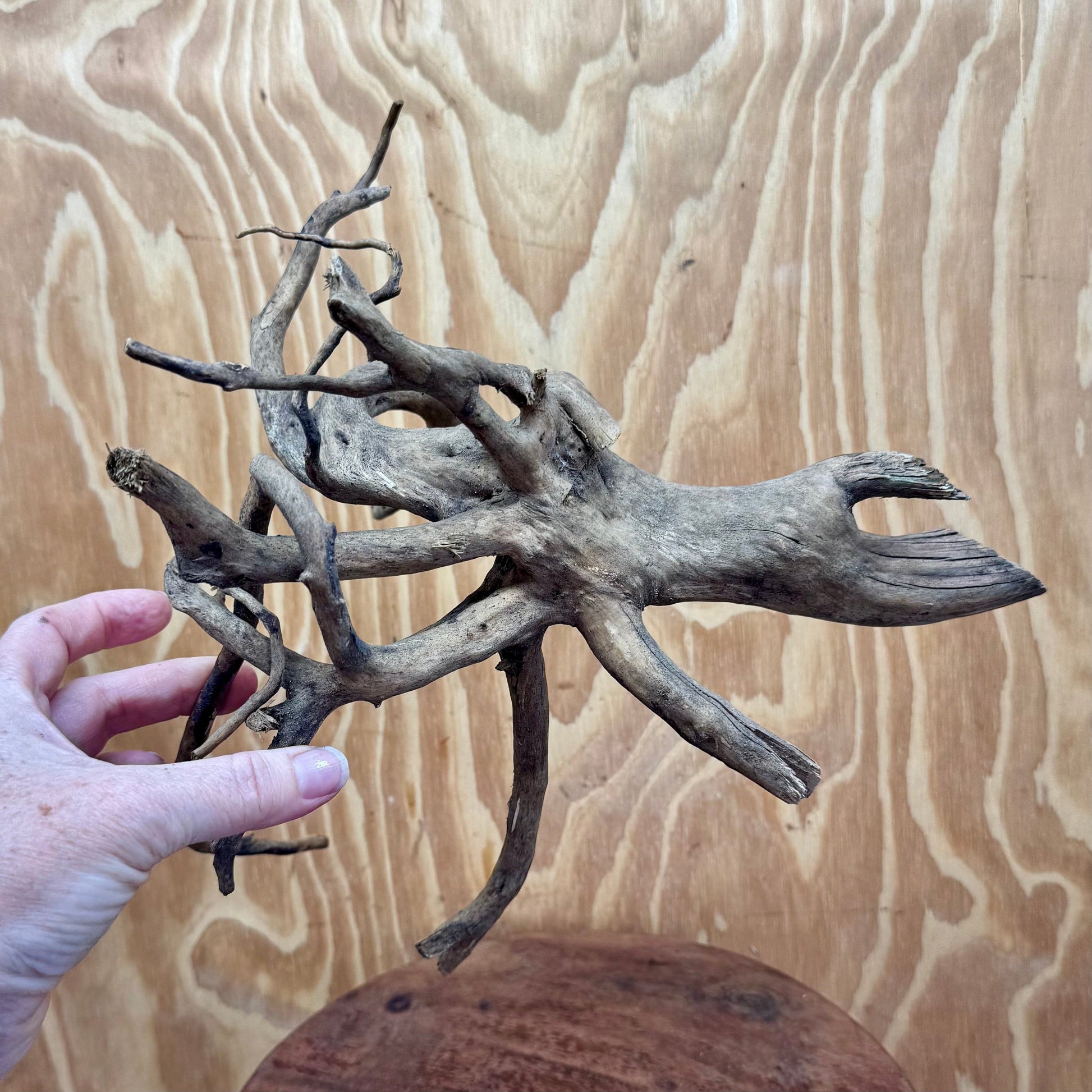 Reptile Realm Natural Wood Natural Wood Piece B