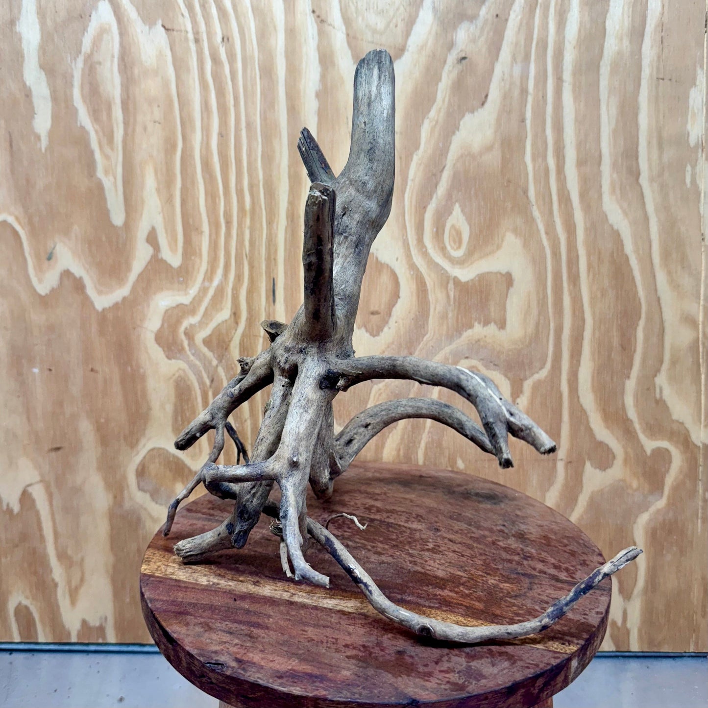 Reptile Realm Natural Wood Natural Wood Piece B