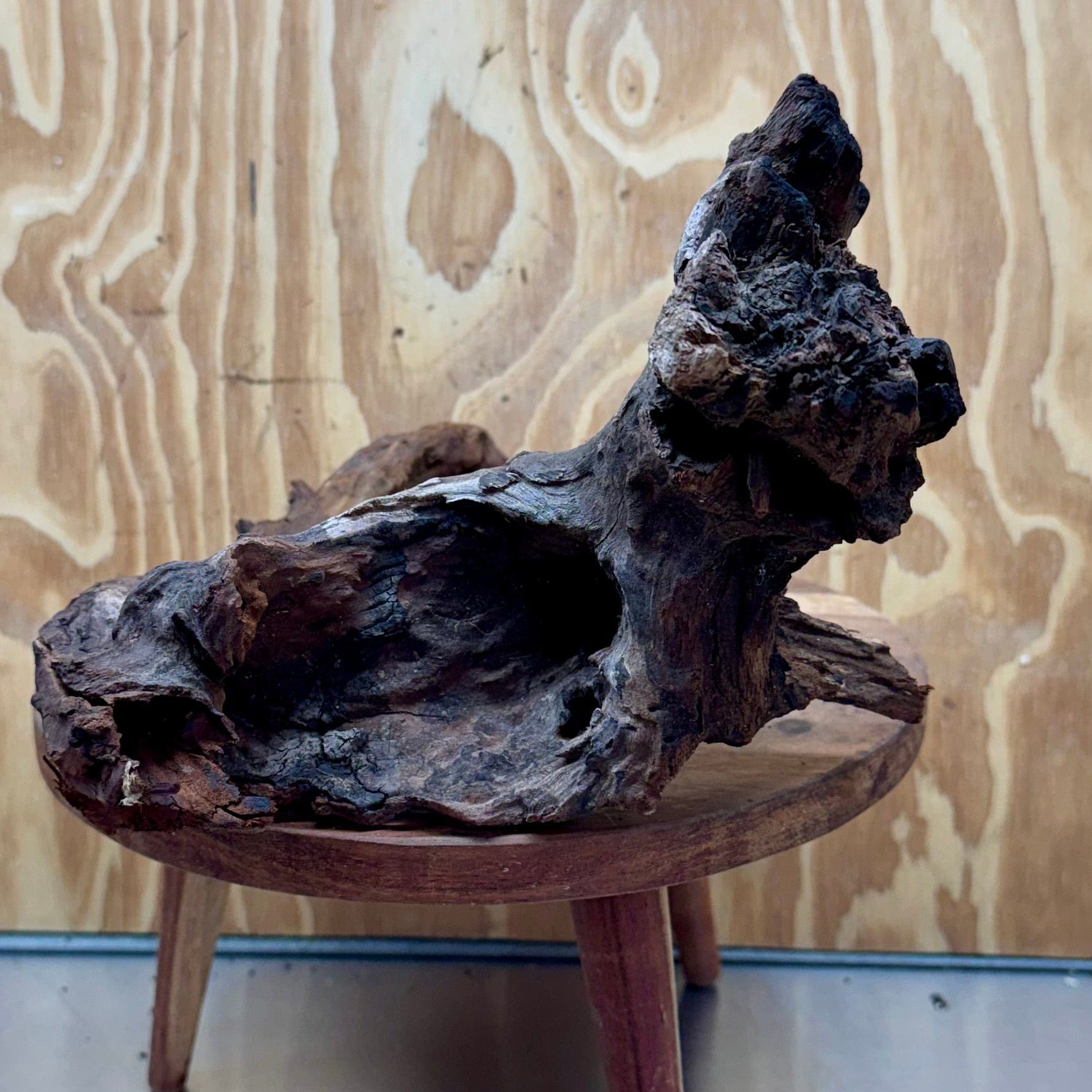 Reptile Realm Natural Wood Natural Wood Piece B