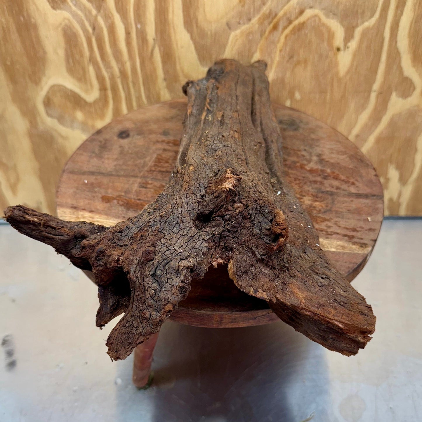 Reptile Realm Natural Wood Natural Wood Piece C