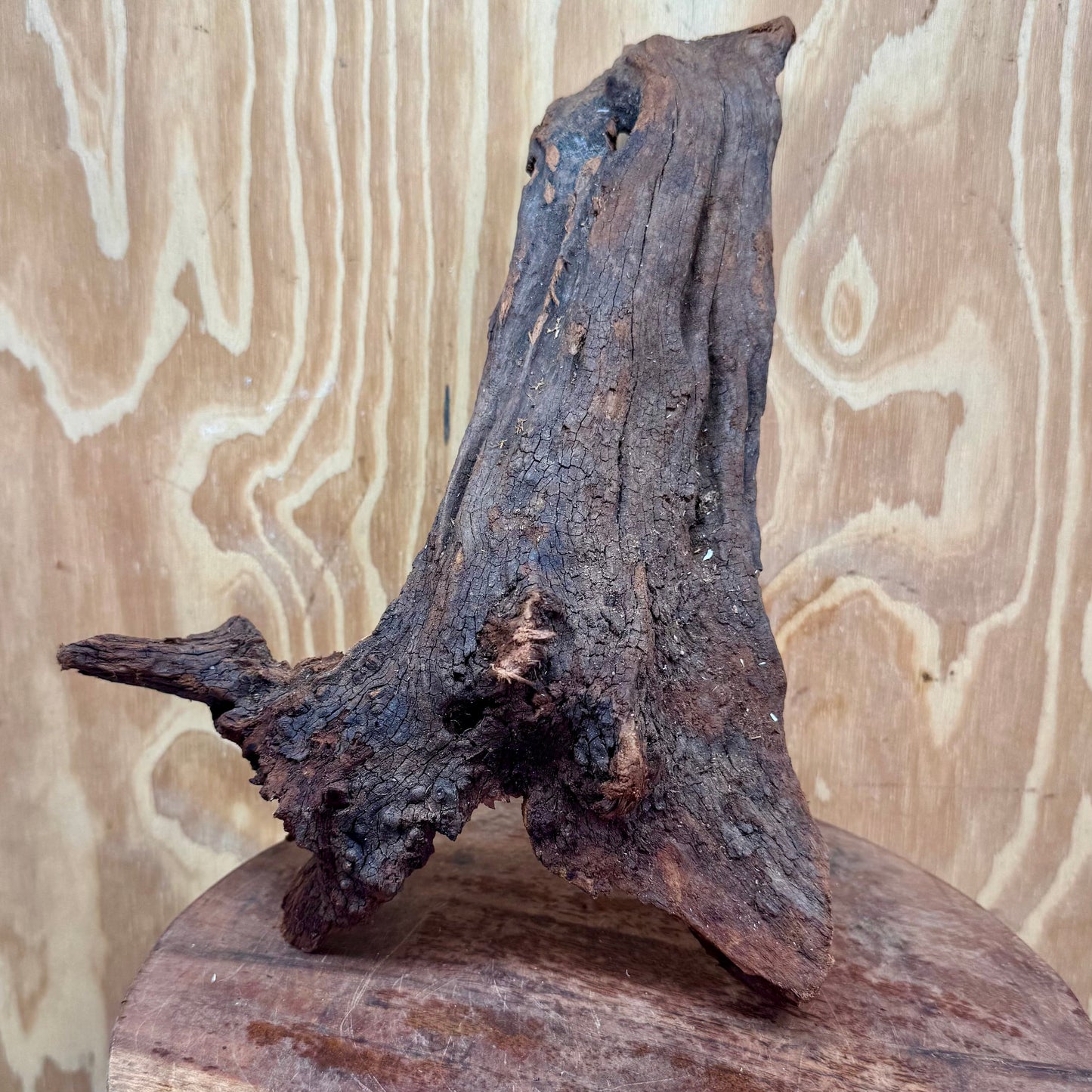 Reptile Realm Natural Wood Natural Wood Piece C