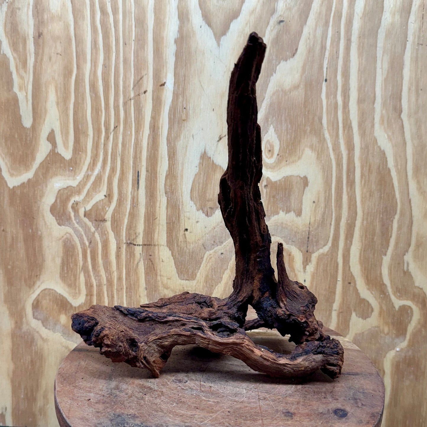 Reptile Realm Natural Wood Natural Wood Piece C