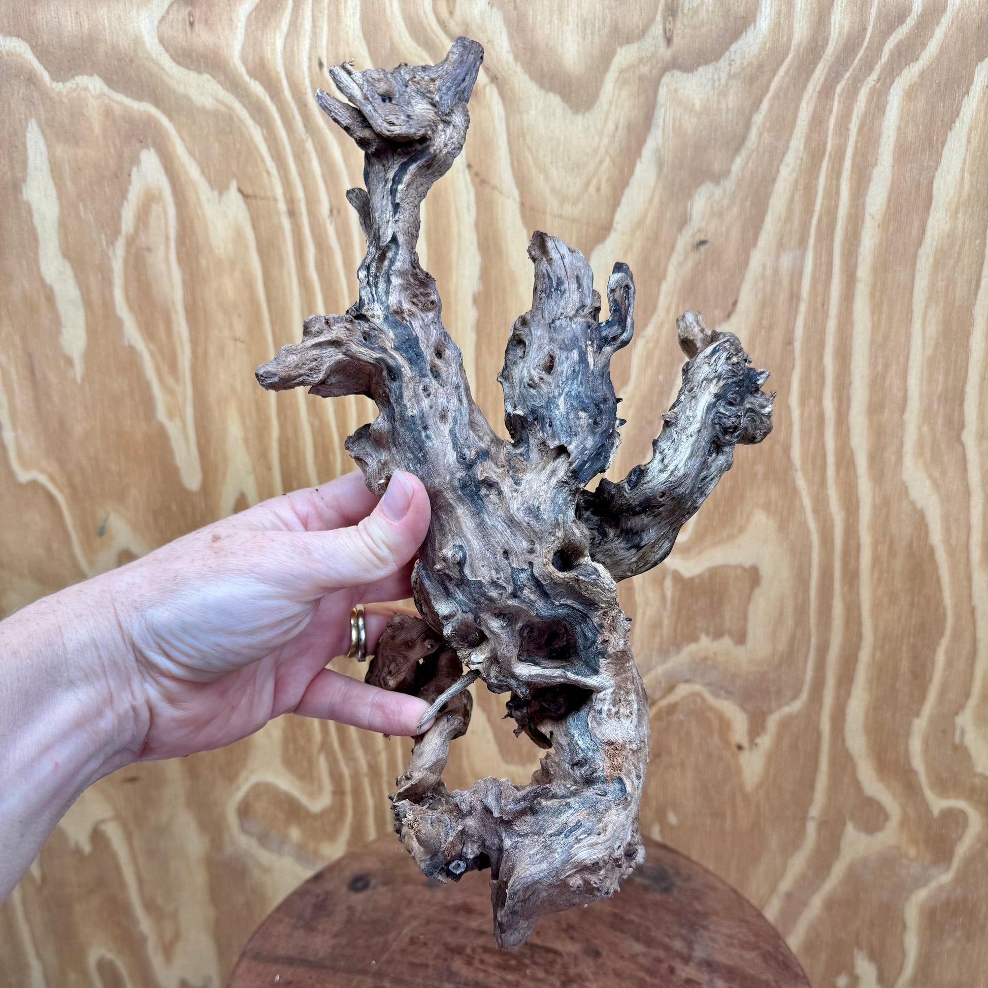Reptile Realm Natural Wood Natural Wood Piece D