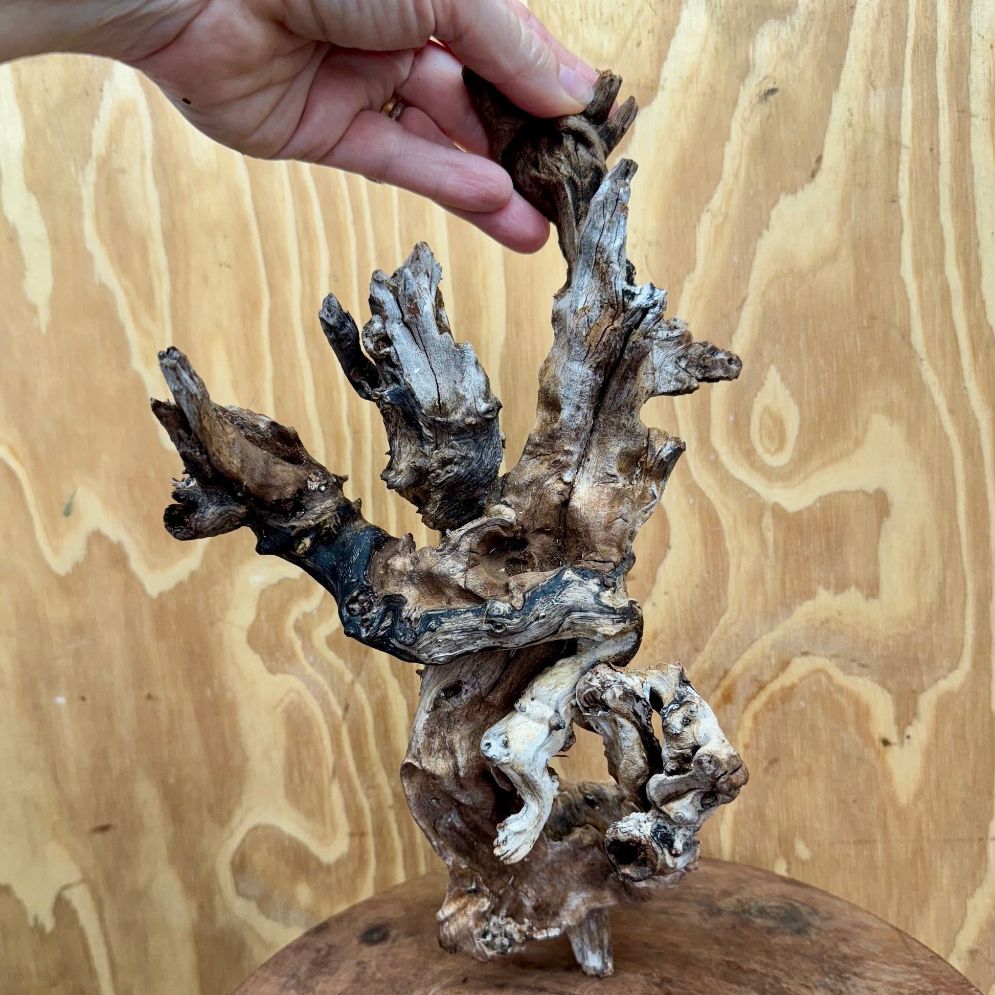 Reptile Realm Natural Wood Natural Wood Piece D