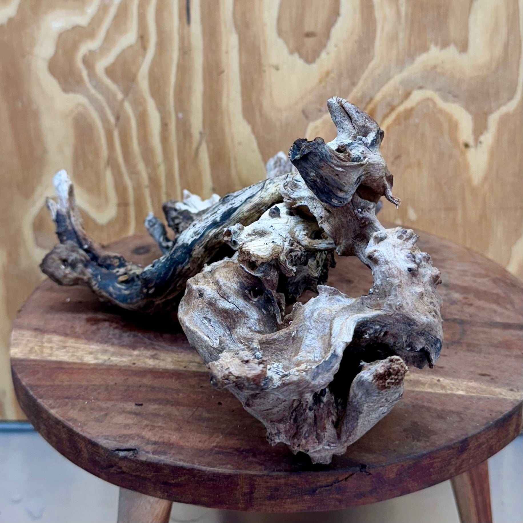 Reptile Realm Natural Wood Natural Wood Piece D