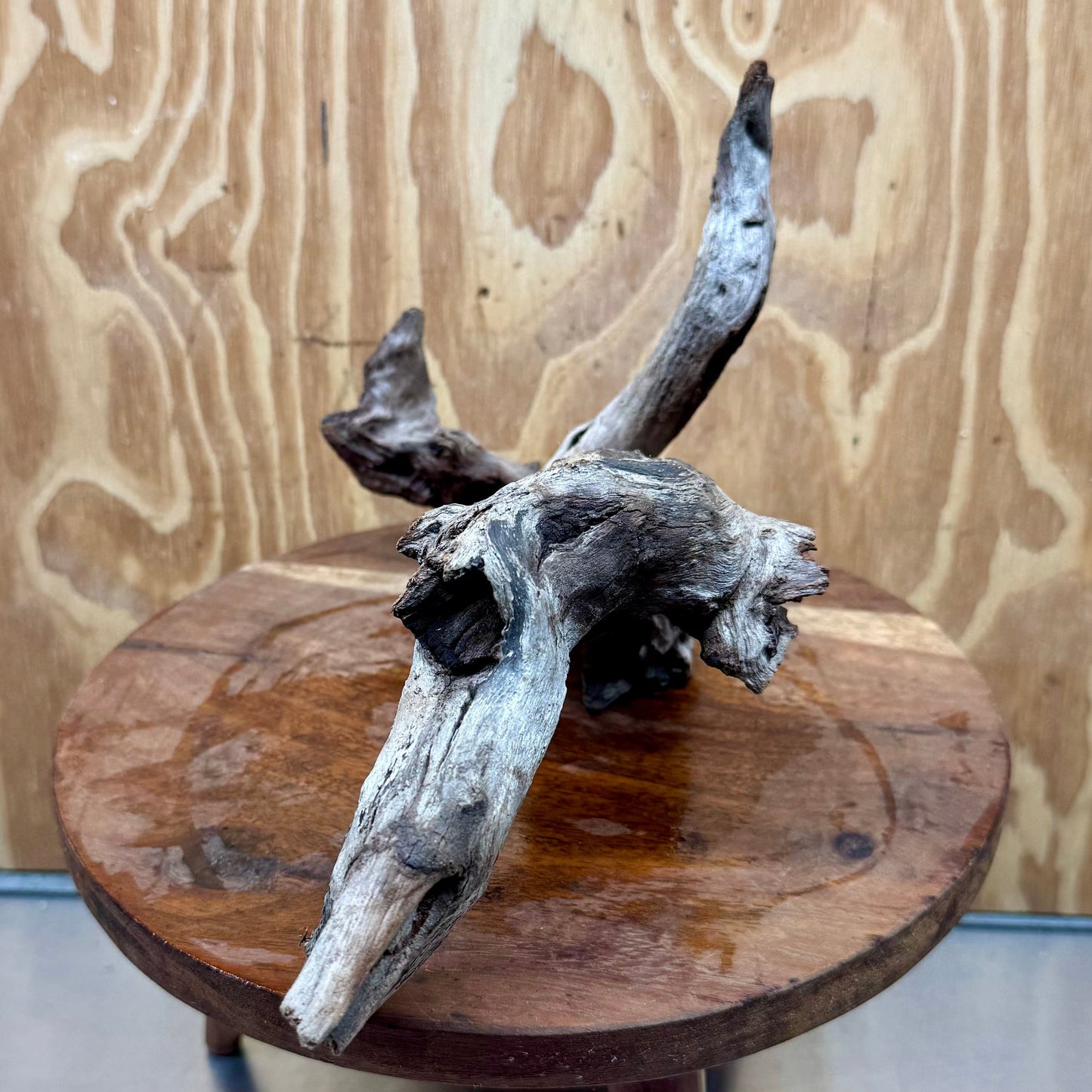 Reptile Realm Natural Wood Natural Wood Piece D