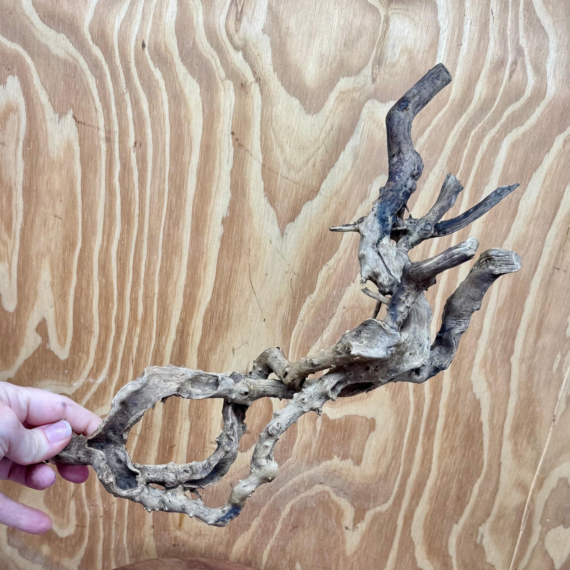 Reptile Realm Natural Wood Natural Wood Piece E