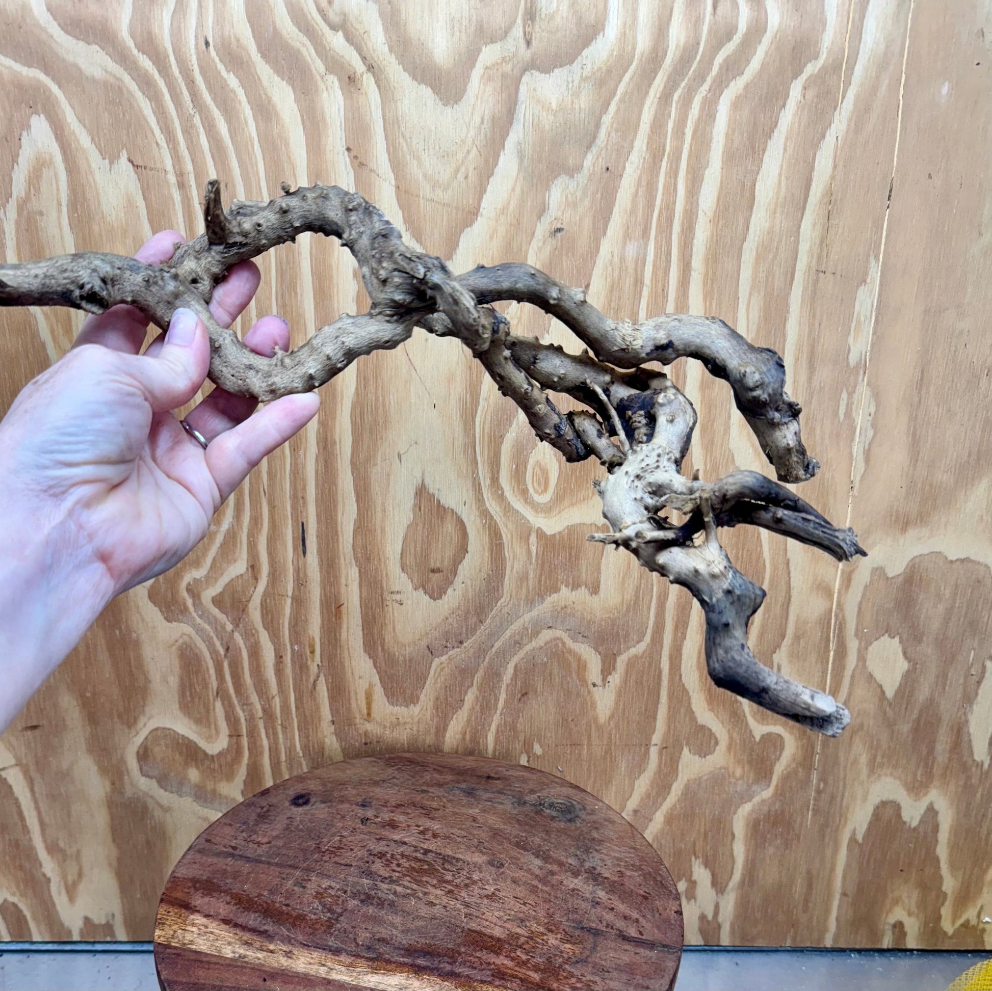Reptile Realm Natural Wood Natural Wood Piece E
