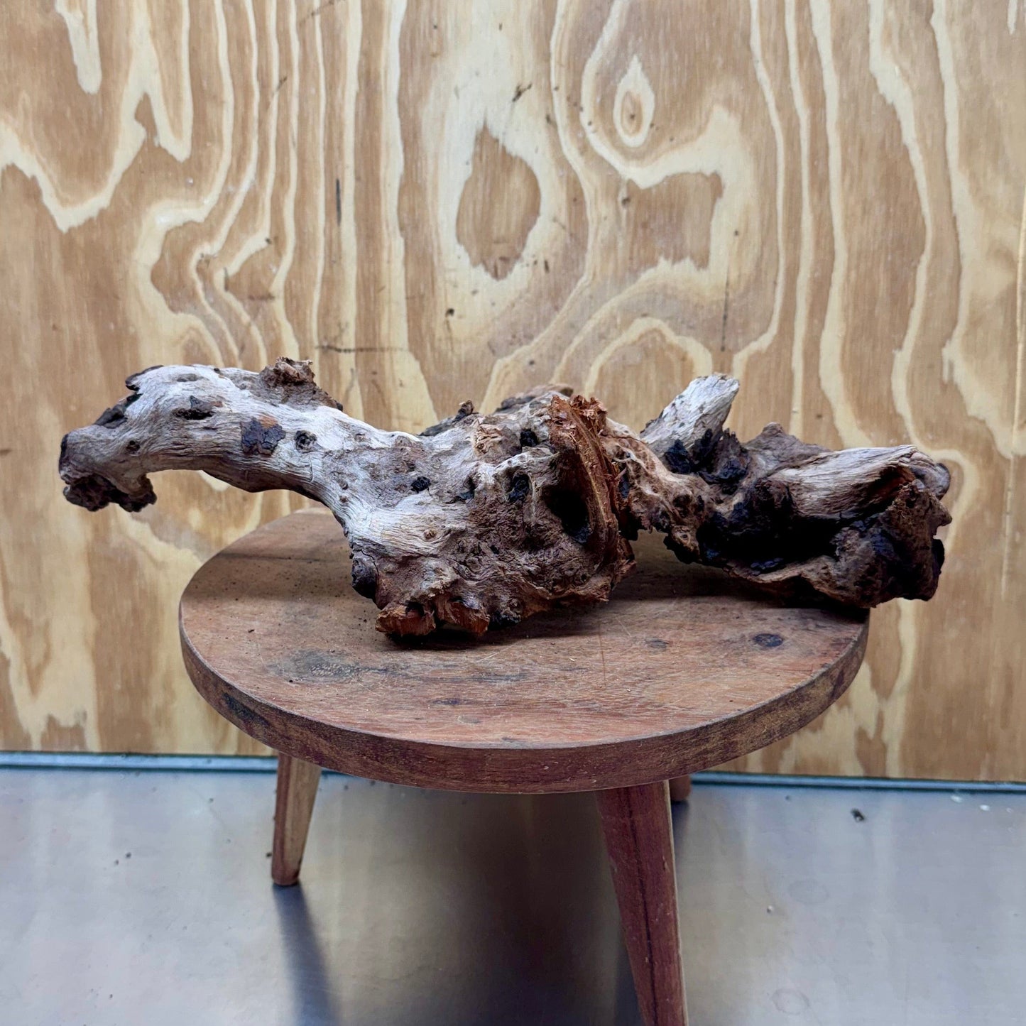 Reptile Realm Natural Wood Natural Wood Piece E