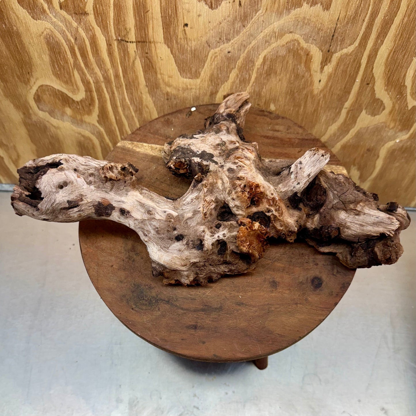 Reptile Realm Natural Wood Natural Wood Piece E