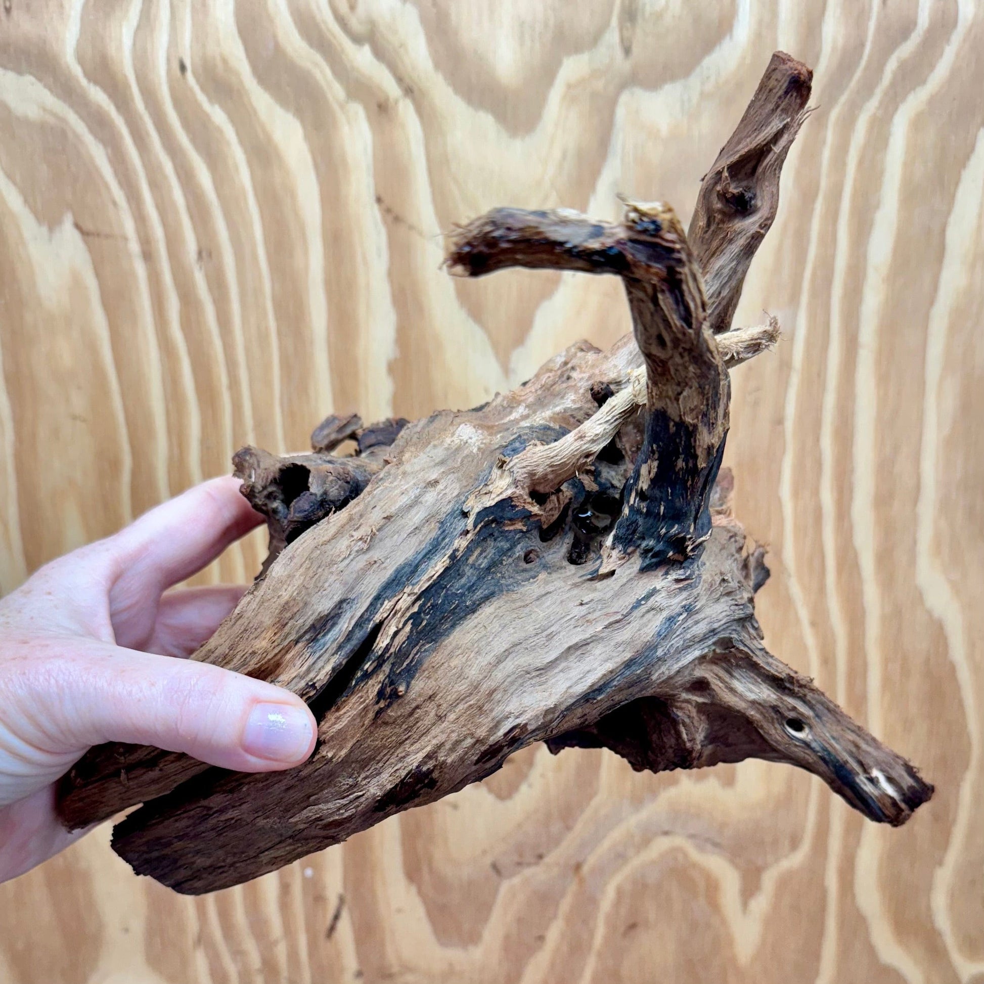 Reptile Realm Natural Wood Natural Wood Piece G