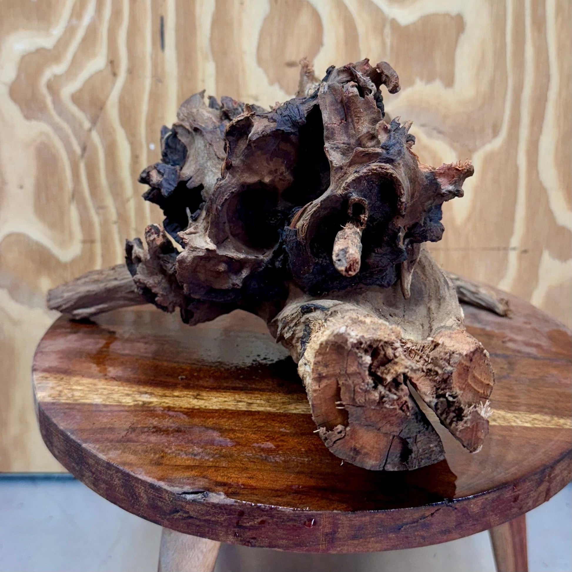 Reptile Realm Natural Wood Natural Wood Piece G