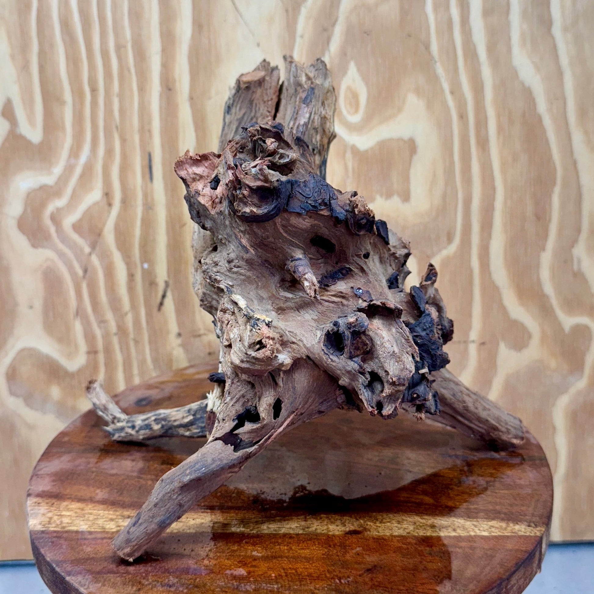 Reptile Realm Natural Wood Natural Wood Piece G