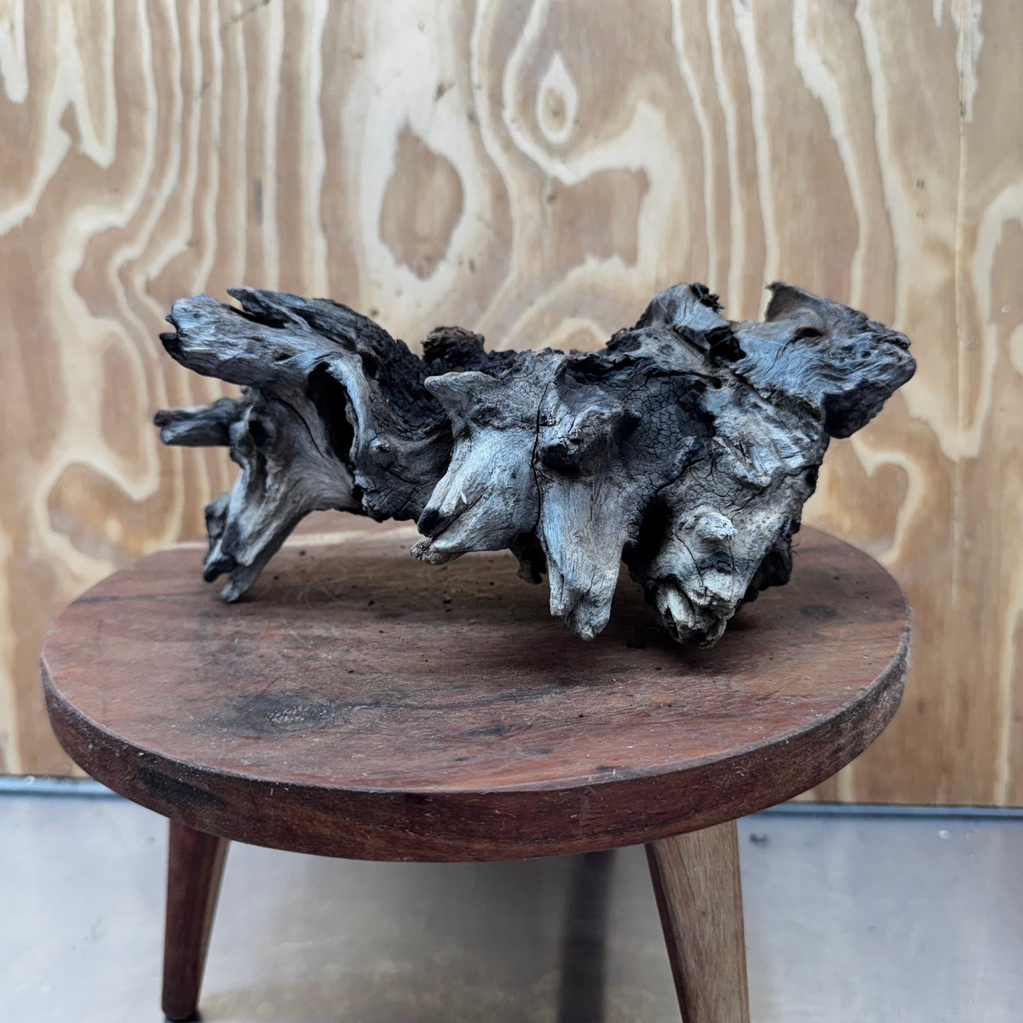 Reptile Realm Natural Wood Natural Wood Piece G