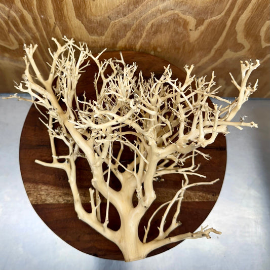 Reptile Realm Natural Wood Natural Wood Piece H - Bonsai Tree