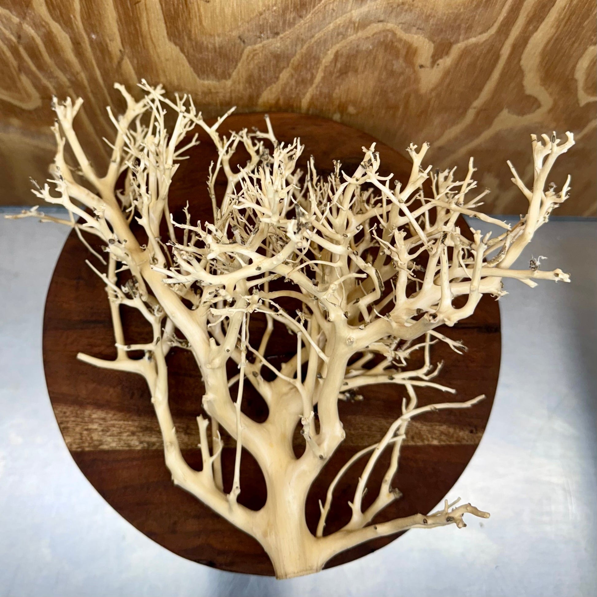 Reptile Realm Natural Wood Natural Wood Piece H - Bonsai Tree