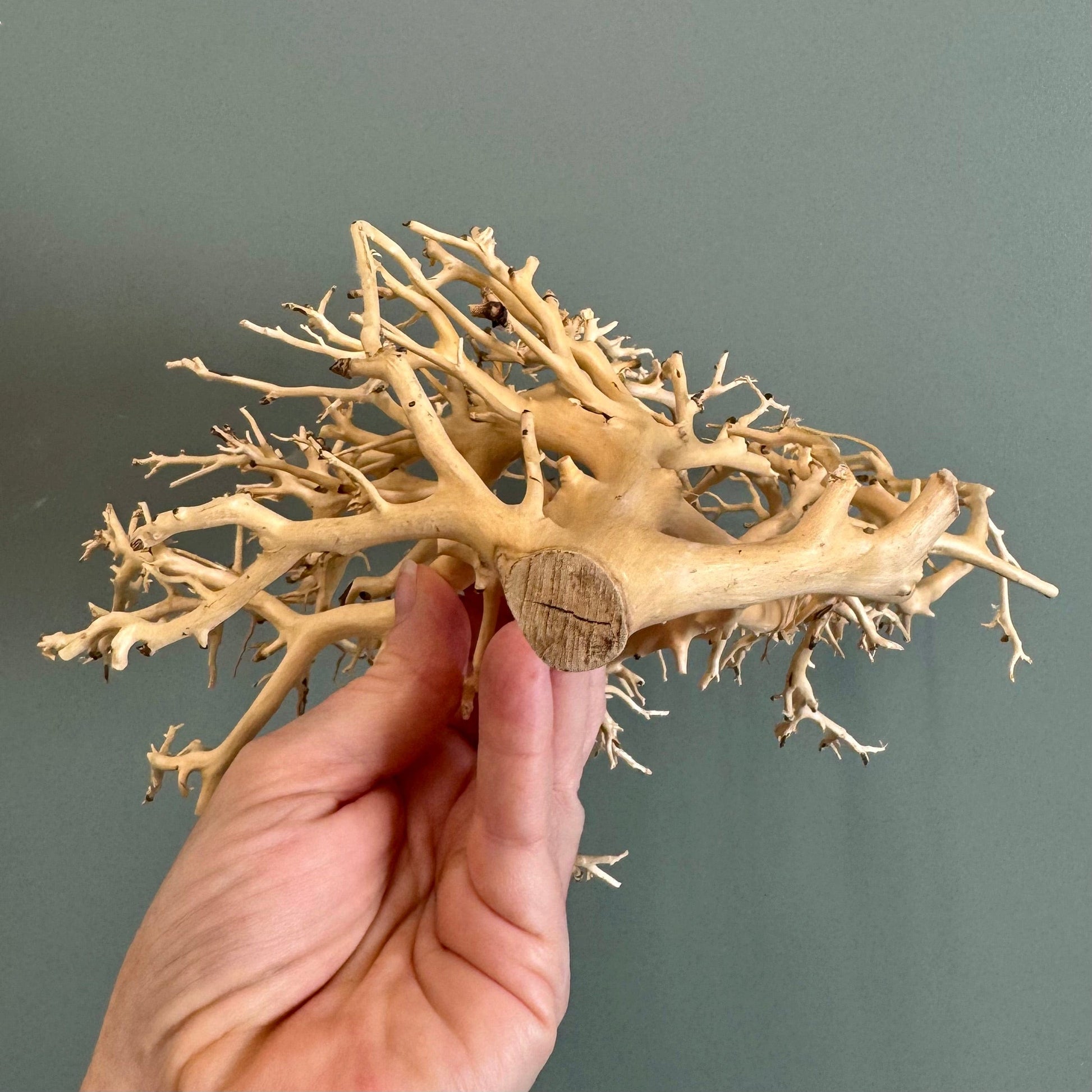 reptile bonsai tree Natural Wood Piece H
