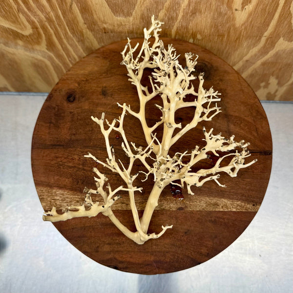 reptile bonsai tree Natural Wood Piece I