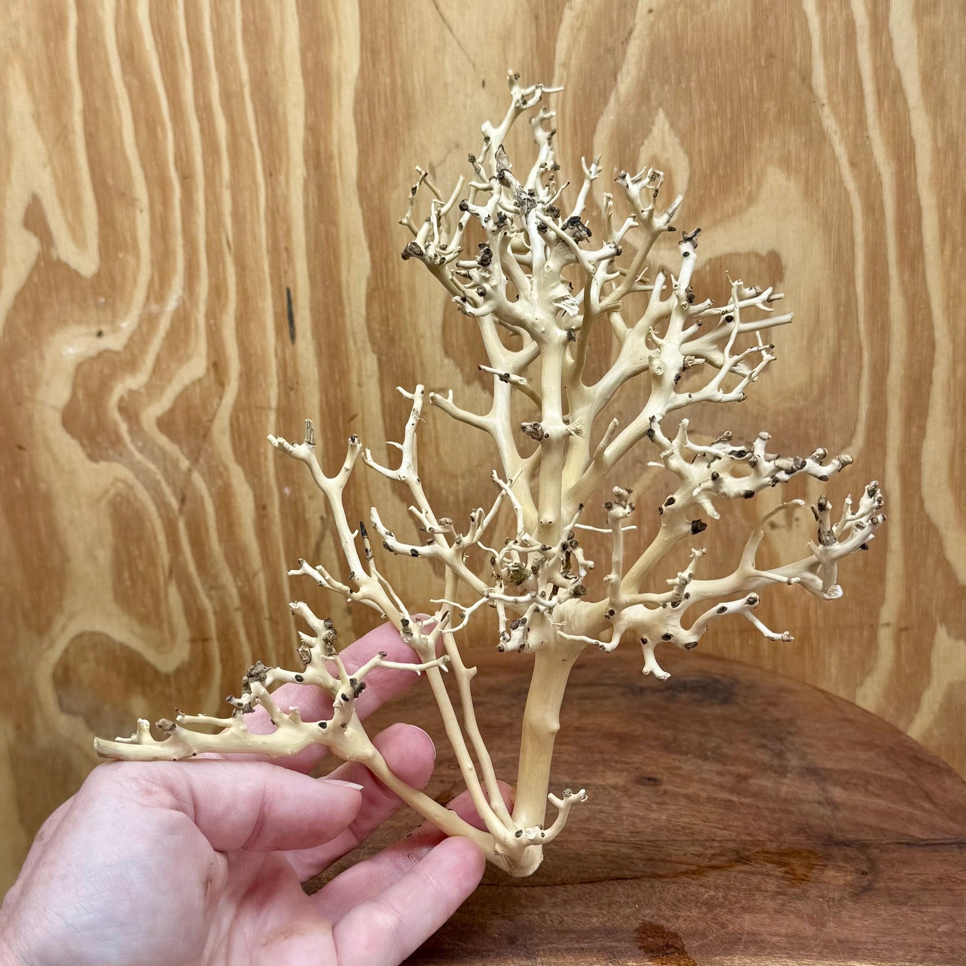 Reptile Realm Natural Wood Natural Wood Piece I - Bonsai Tree