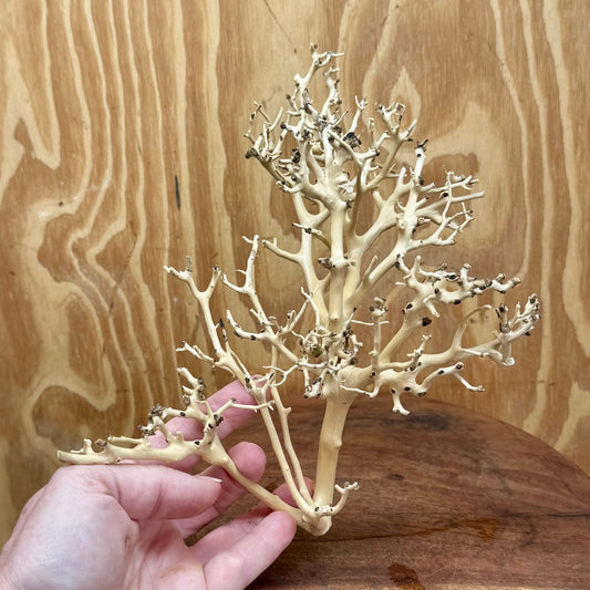 Reptile Realm Natural Wood Natural Wood Piece I - Bonsai Tree
