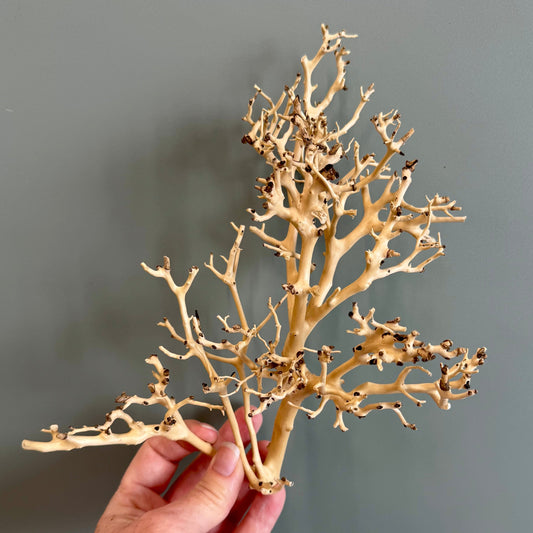 Reptile Realm Natural Wood Natural Wood Piece I - Bonsai Tree