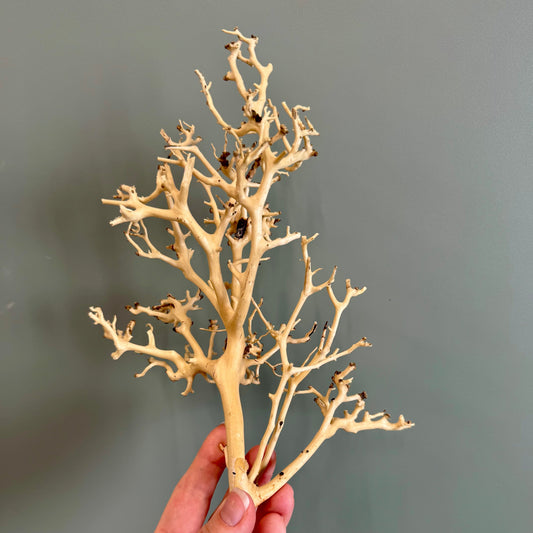 Reptile Realm Natural Wood Natural Wood Piece I - Bonsai Tree