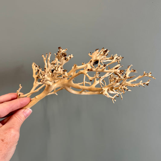 Reptile Realm Natural Wood Natural Wood Piece I - Bonsai Tree