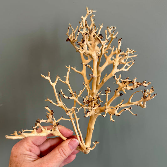 Reptile Realm Natural Wood Natural Wood Piece I - Bonsai Tree