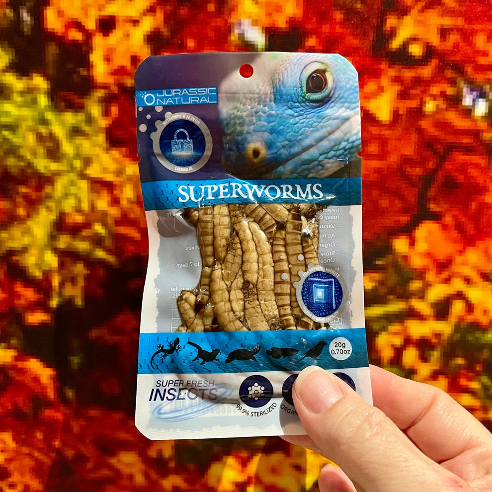 American Superworms - Giant Mealworms (Zophobas morio)- Super Fresh In ...