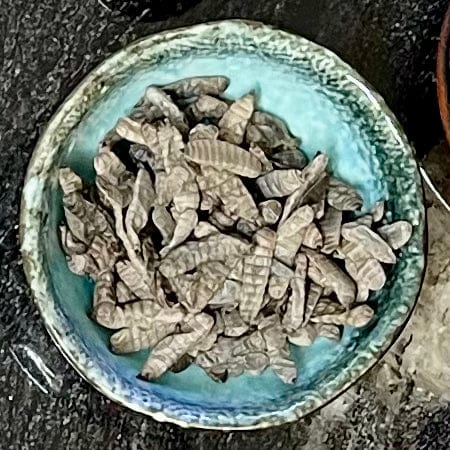 Reptile Realm SUPER FRESH INSECTS Black Soldier Fly Larvae - Super Fresh Insects