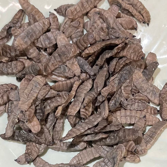 Reptile Realm SUPER FRESH INSECTS Black Soldier Fly Larvae - Super Fresh Insects