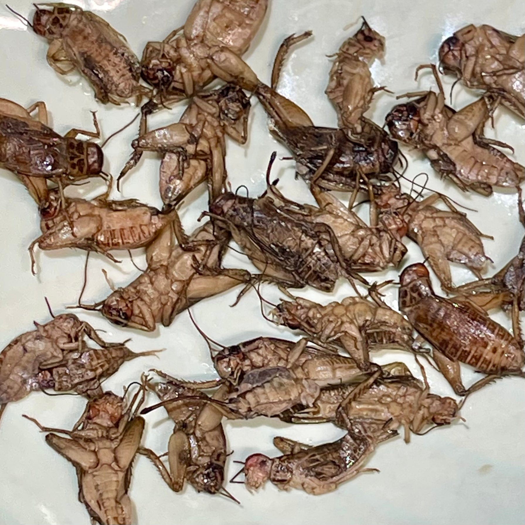 Reptile Realm SUPER FRESH INSECTS Crickets - Super Fresh Insects