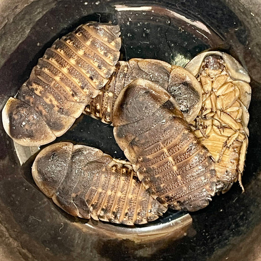 Reptile Realm SUPER FRESH INSECTS Dubia Roach - Super Fresh Insects