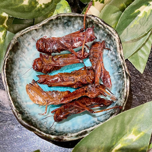 Reptile Realm SUPER FRESH INSECTS Grasshoppers - Super Fresh Insects