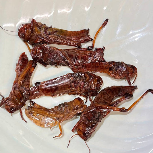 Reptile Realm SUPER FRESH INSECTS Grasshoppers - Super Fresh Insects