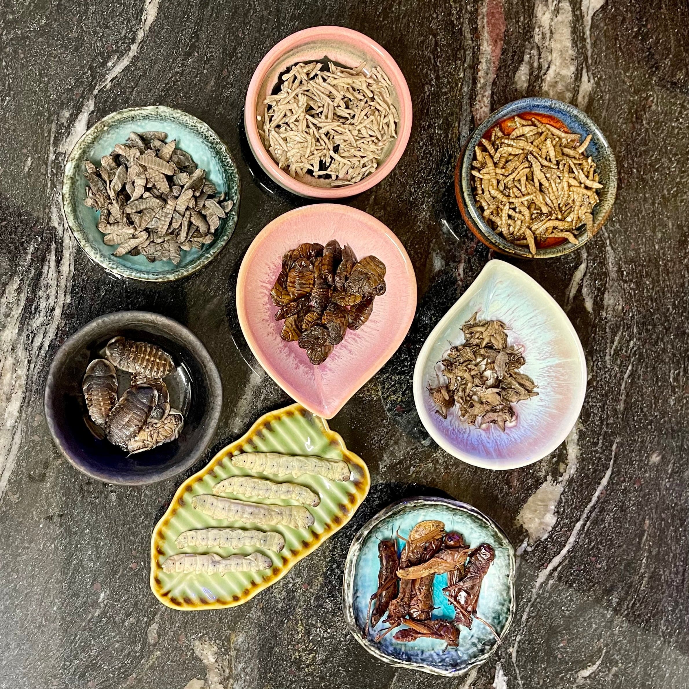 Buy Super Fresh Insects Online - Reptile Realm Australia