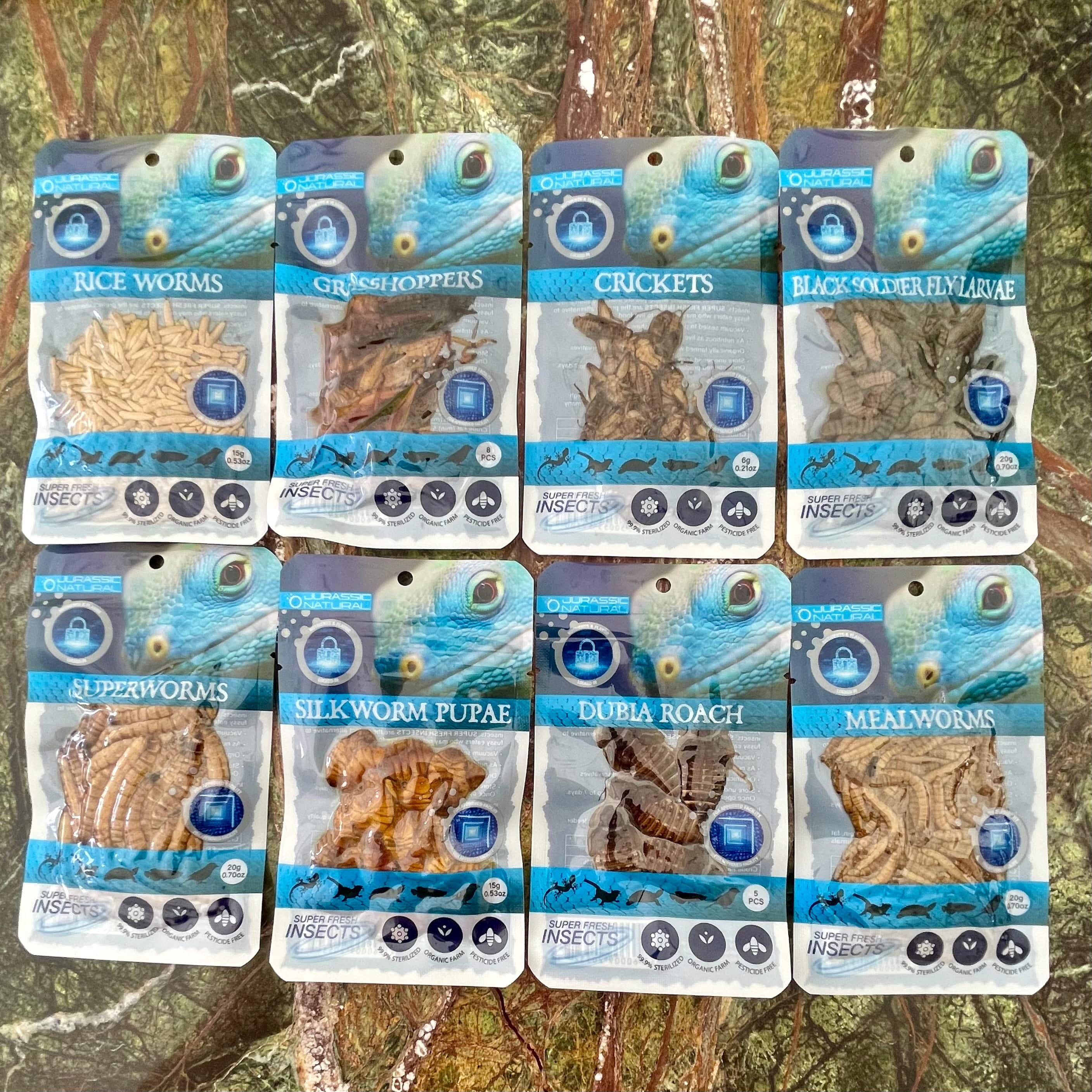 Buy Super Fresh Insects Online - Reptile Realm Australia