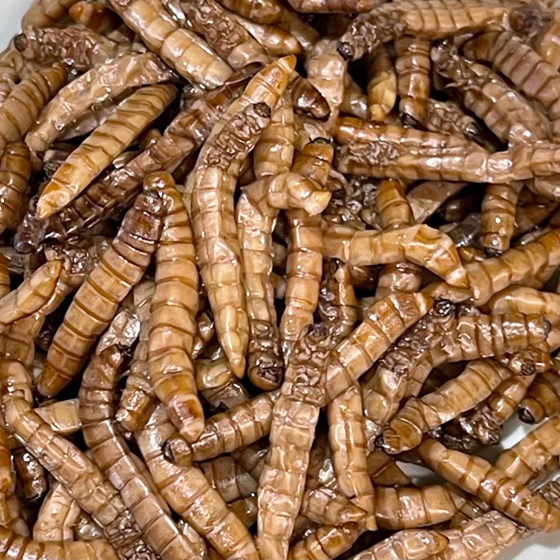 Reptile Realm SUPER FRESH INSECTS Mealworms - Super Fresh Insects