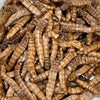 Load image into Gallery viewer, Reptile Realm SUPER FRESH INSECTS Mealworms - Super Fresh Insects