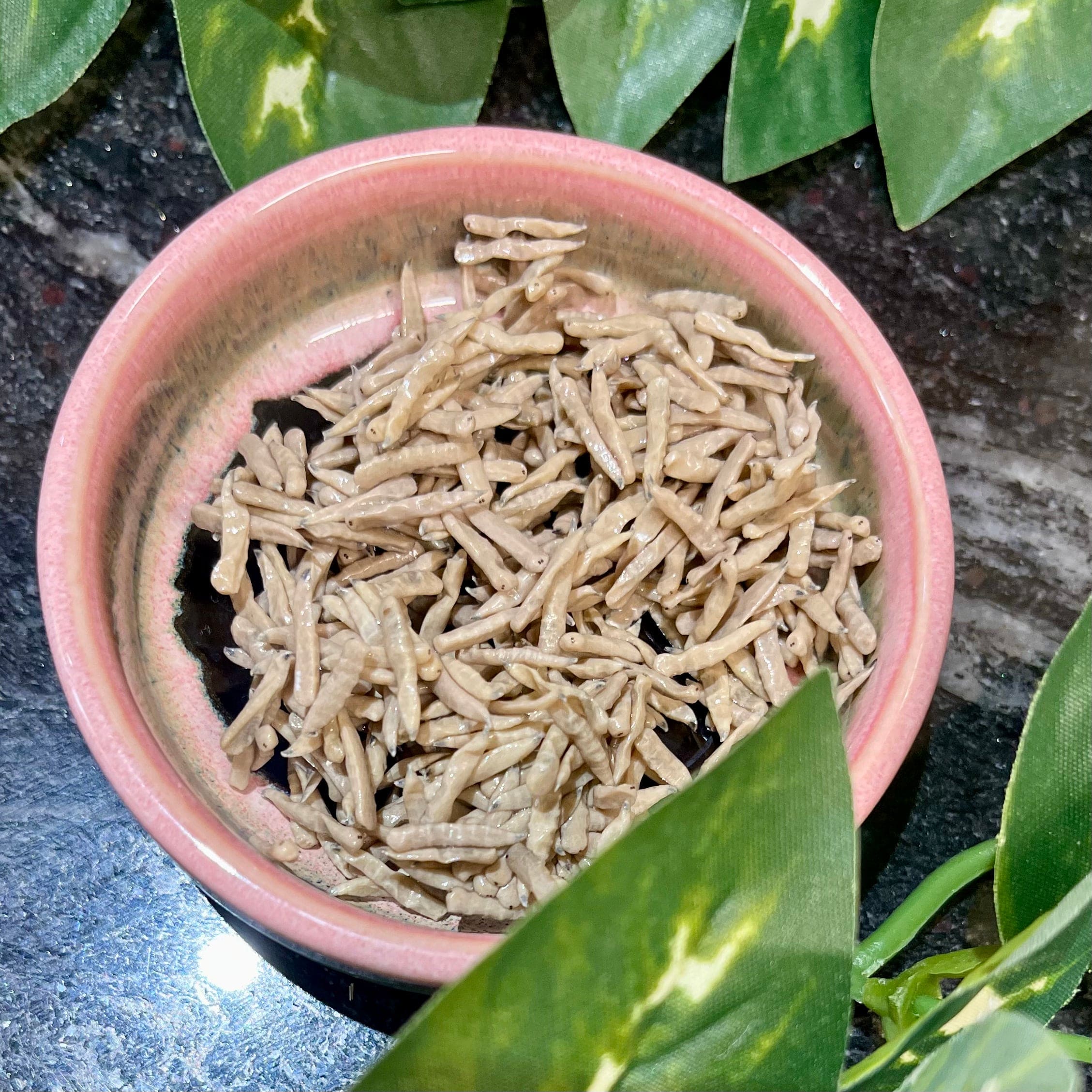 Riceworms - Super Fresh Insects – Reptile Realm