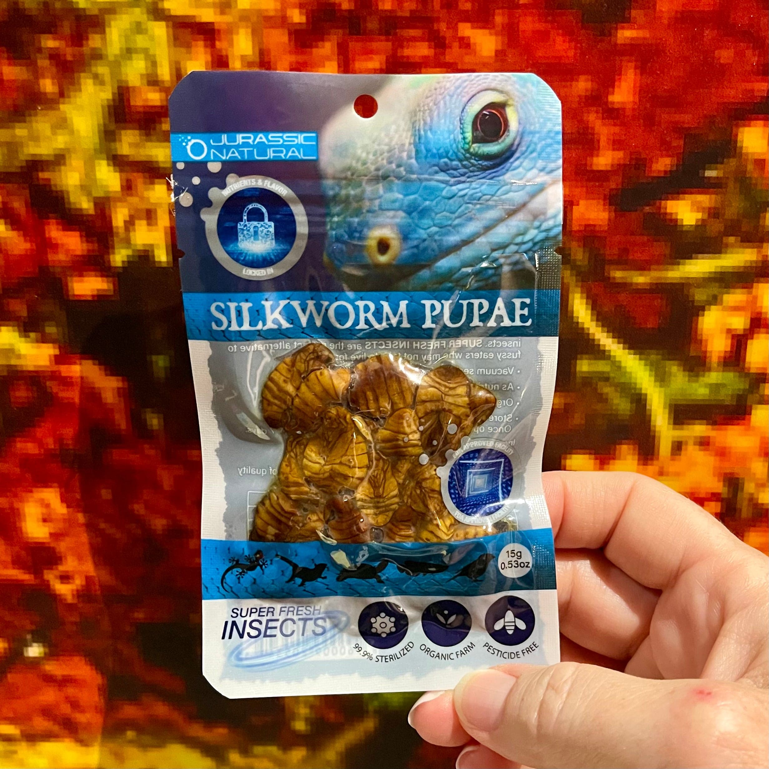 Silkworm Pupae - Super Fresh Insects – Reptile Realm