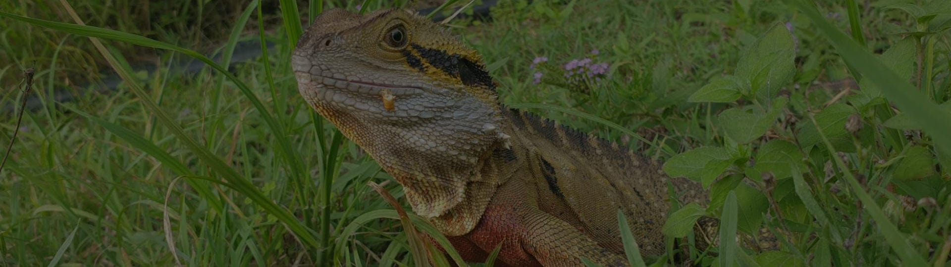 Subscription β Reptile Realm