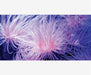 Tank Terrarium Australia Aqua Natural 2 foot (40cm high by 60cm wide) Anemone Poster Background