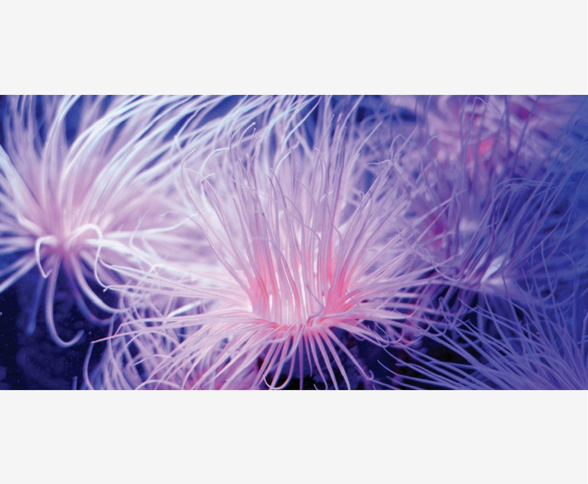 Tank Terrarium Australia Aqua Natural 2 foot (40cm high by 60cm wide) Anemone Poster Background