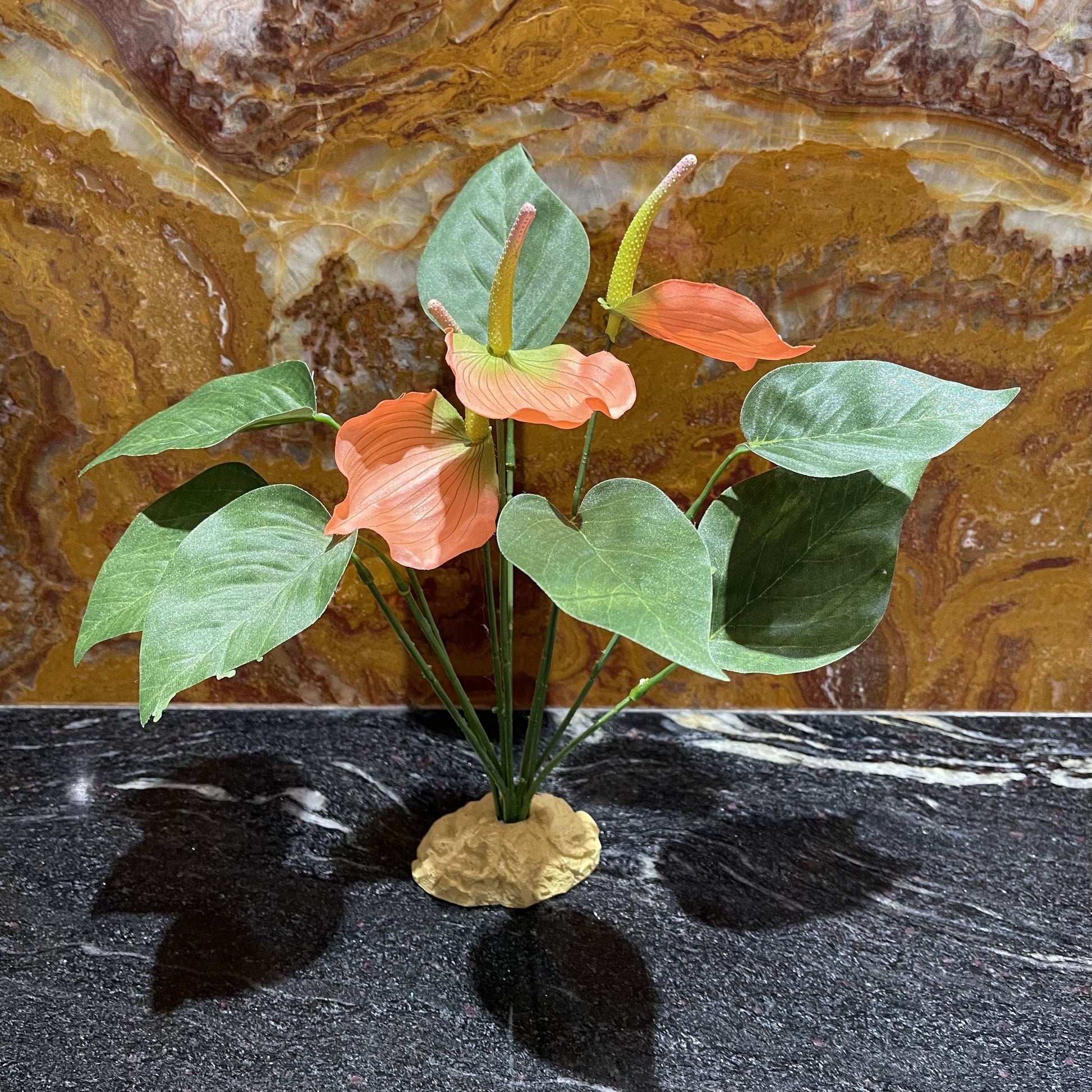 anthurium terra Komodo Anthurium Bush