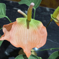Komodo Artificial Plant Komodo Anthurium Bush