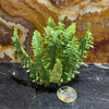 Komodo Artificial Plant Komodo Boston Fern 25cm