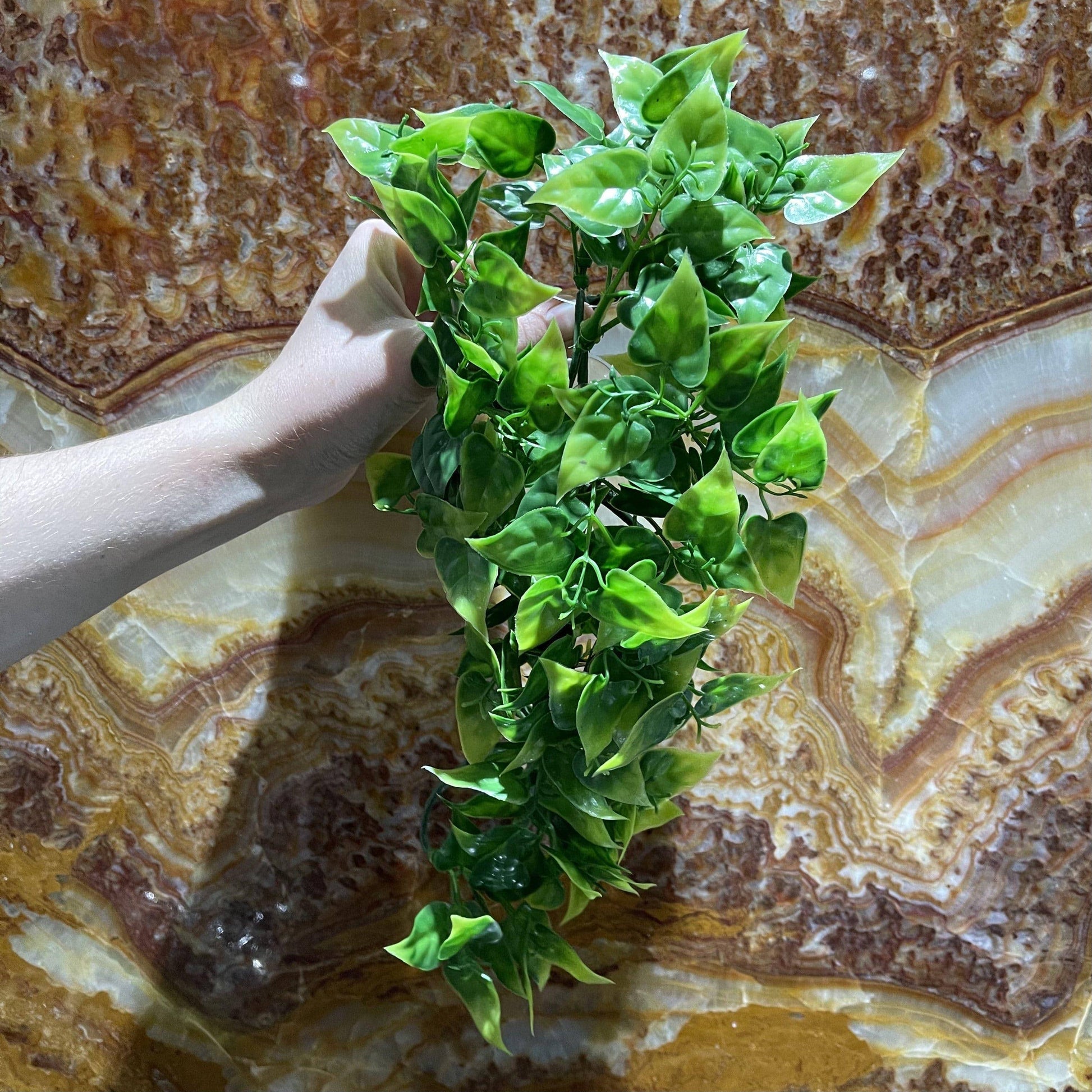 komodo philodendron plant Komodo Philodendron Hanging Plant – Reptile Realm