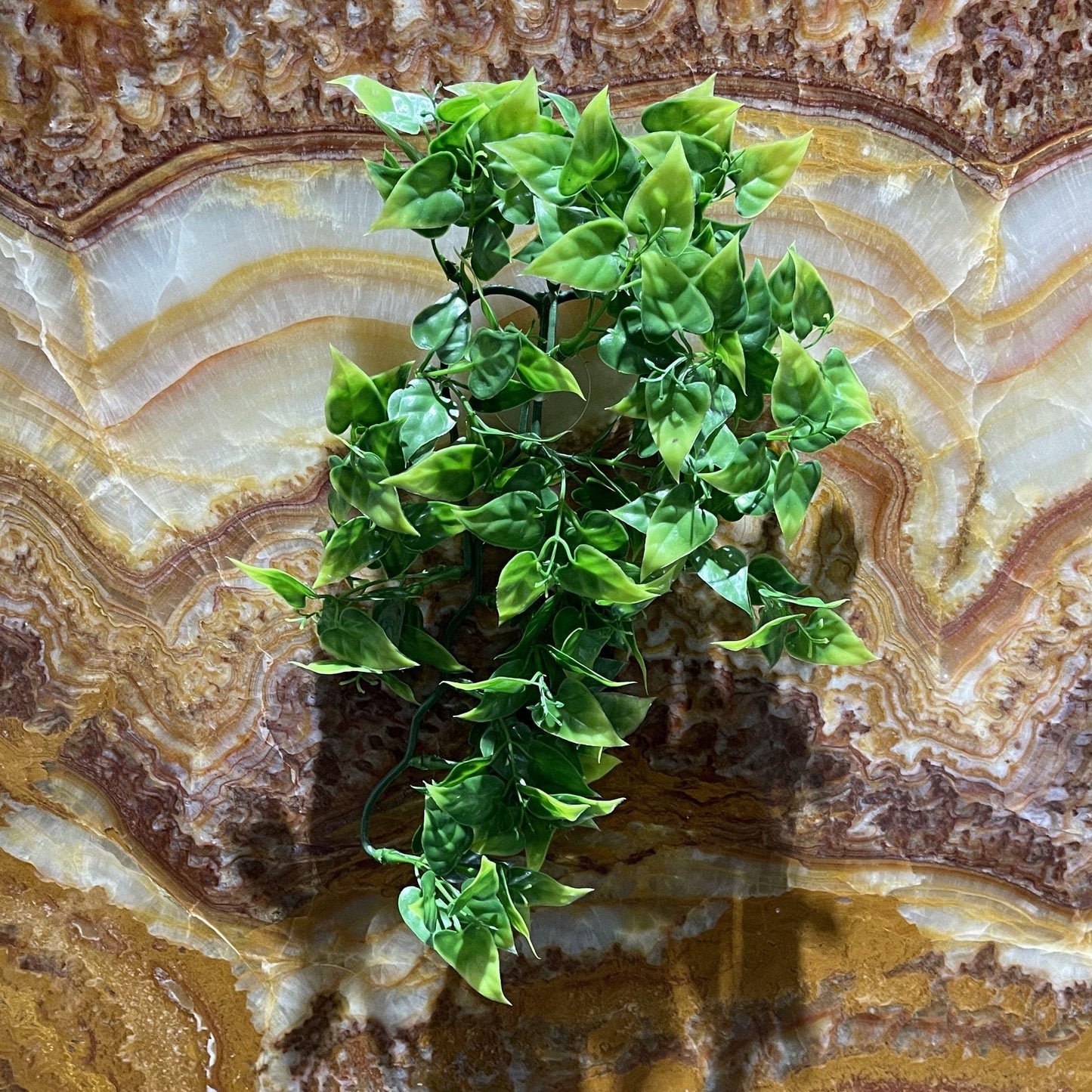 komodo philodendron plant Komodo Philodendron Hanging Plant – Reptile Realm