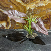 Load image into Gallery viewer, Komodo Artificial Plant Komodo Rainforest Canopy